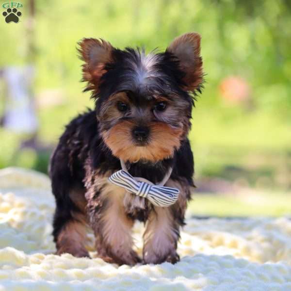 Bolt, Yorkie Puppy